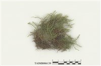 藏品(山羽苔)的圖片